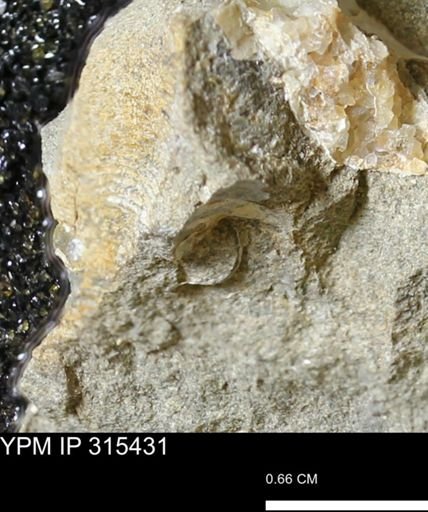 undet. Mollusca