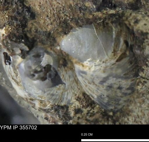 undet. Bivalvia