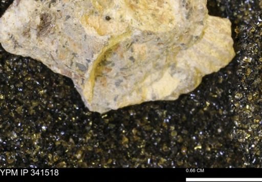 Scaphites sp.