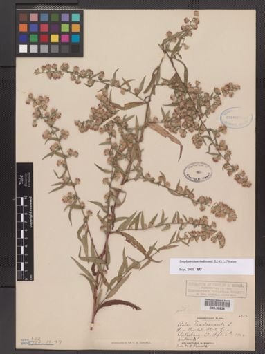 Symphyotrichum tradescantii