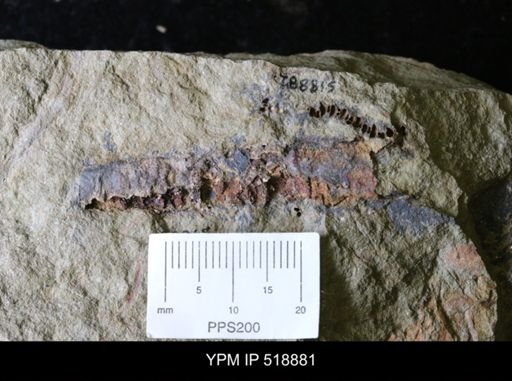 undet. Nautiloidea