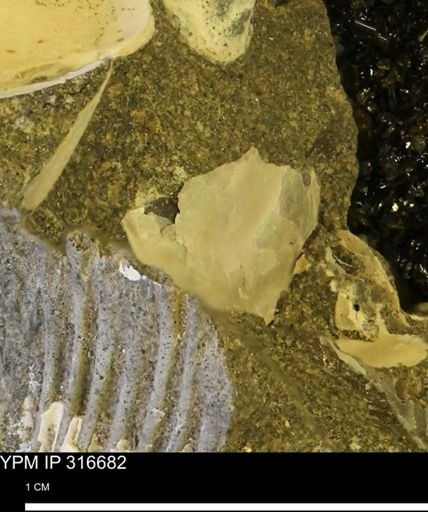 undet. Mollusca