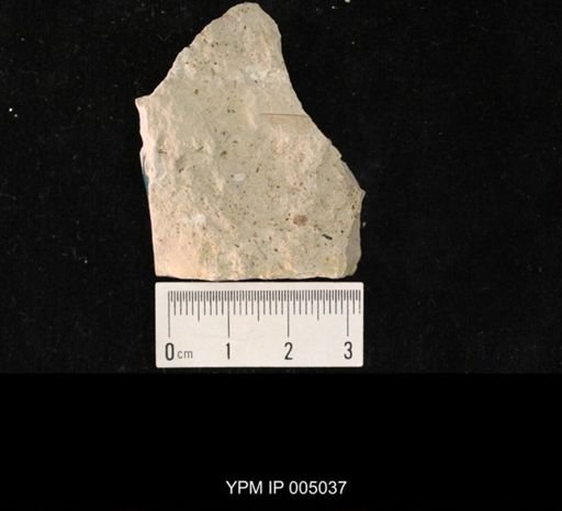 Protohymen permianus