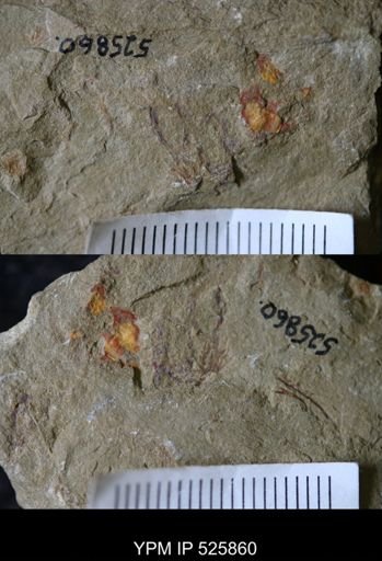 undet. Graptolithina