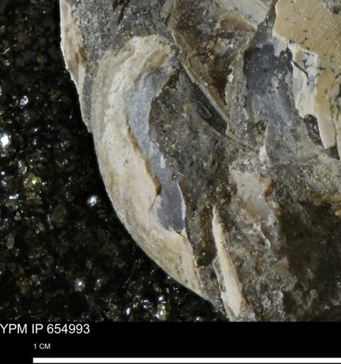 Protocardia