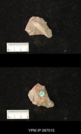 undet. Nautiloidea