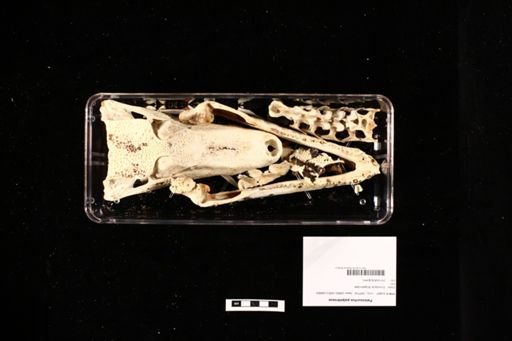 Paleosuchus palpebrosus
