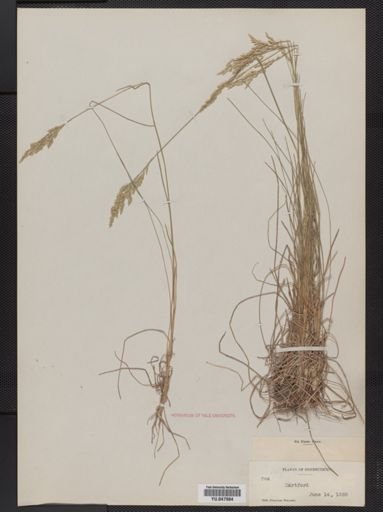 Poa