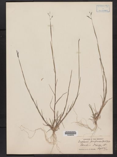 Triplasis purpurea