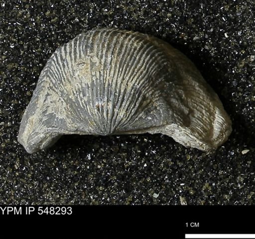 Stropheodonta subnavalis