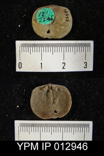 Levenea subcarinata