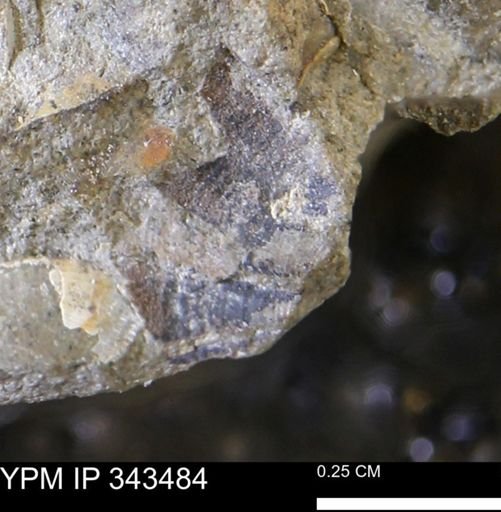 undet. Mollusca