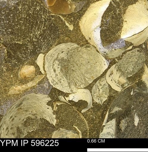 undet. Mollusca