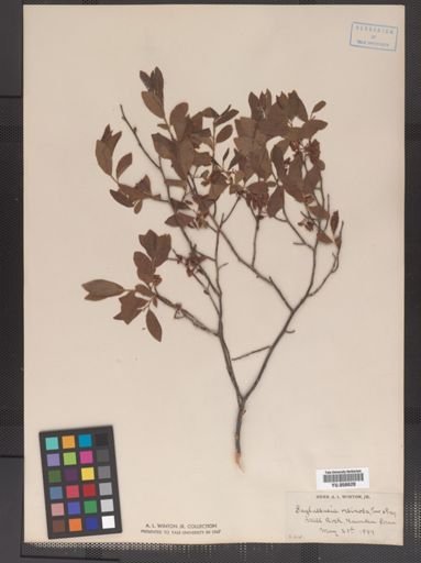 Gaylussacia baccata