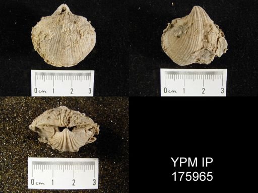 Neospirifer sp.