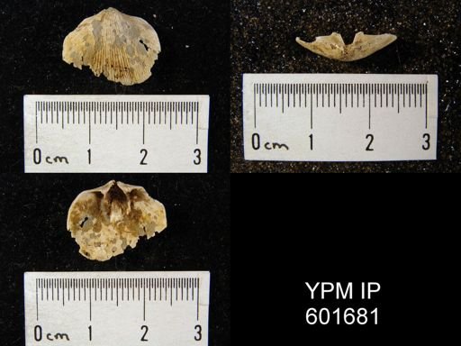 Mimella sp.