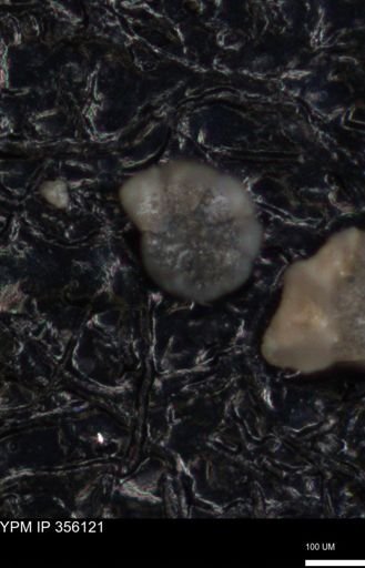 undet. Foraminiferida
