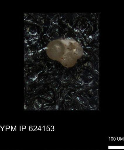 undet. Foraminiferida