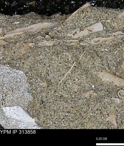 undet. Scaphopoda