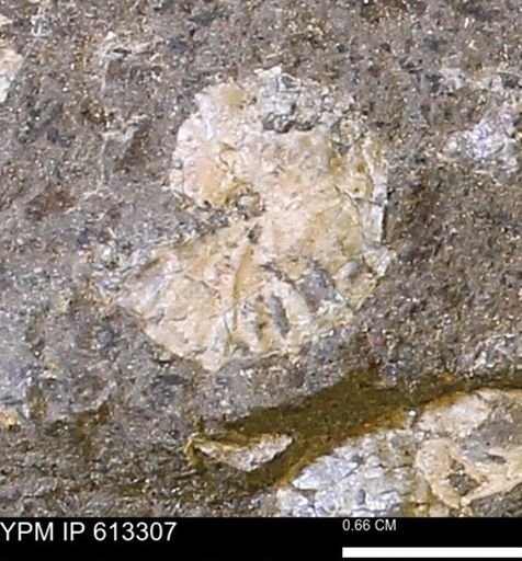 Scaphites sp.