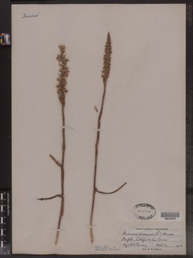 Ibidium cernuum