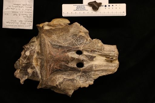 Allodelphis pratti