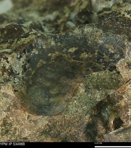 undet. Mollusca