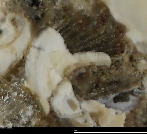 Corbulamella gregaria