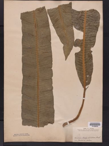 Polypodium