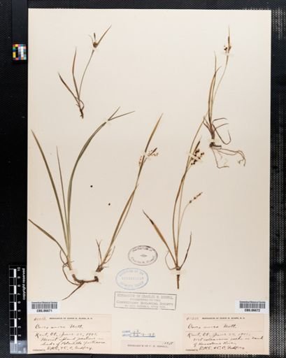 Carex aurea