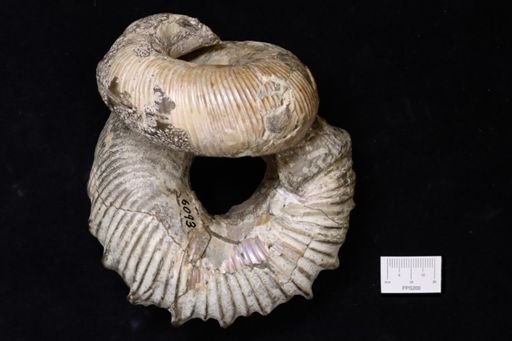 Didymoceras nebrascense
