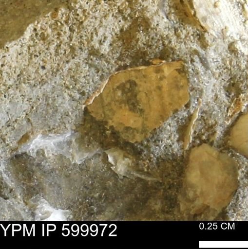 undet. Bivalvia