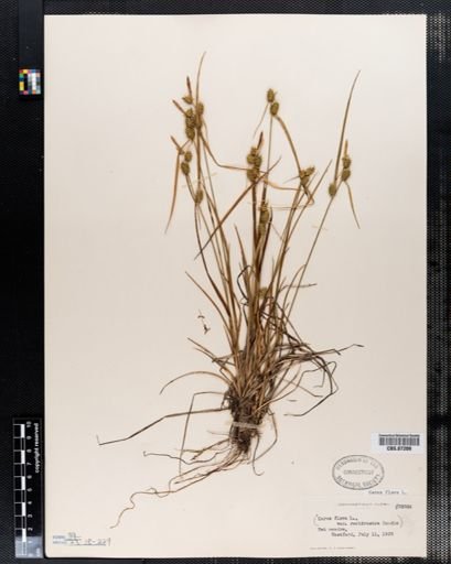 Carex flava