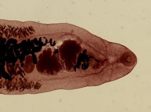 Dicrocoelium dendriticum