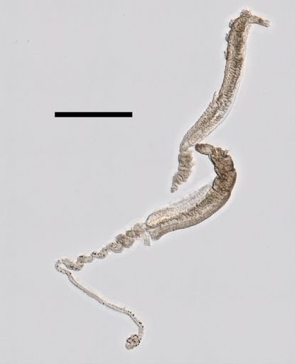 Bargmannia amoena