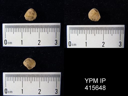 Hustedia mormoni
