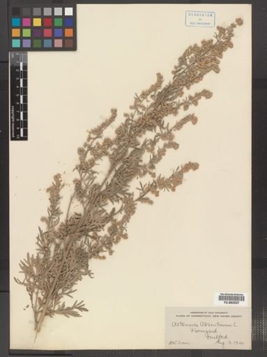 Artemisia vulgaris