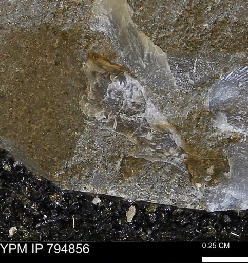 undet. Bivalvia