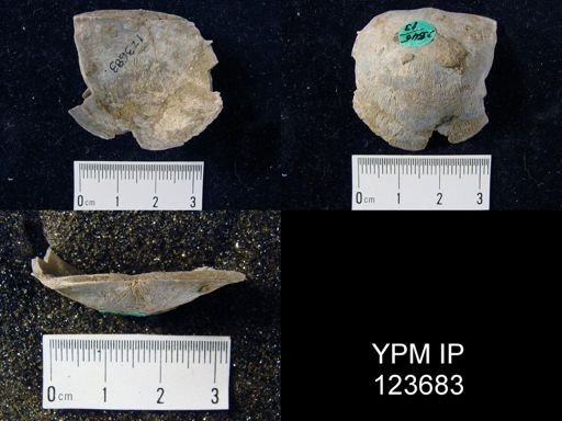 Brachyprion major