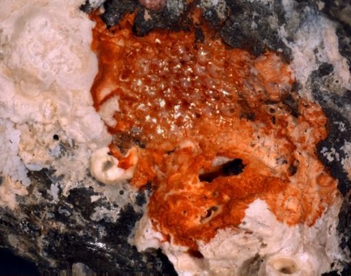 Stephanollona contracta