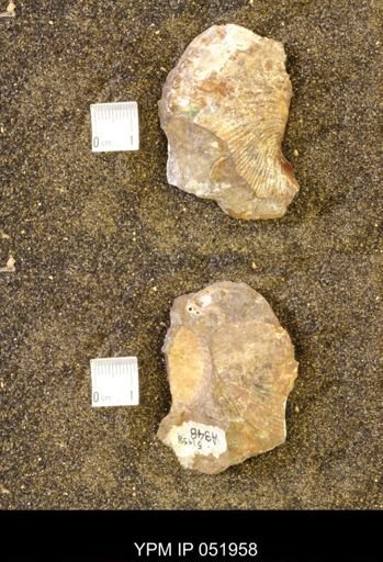 Hoploscaphites comprimus