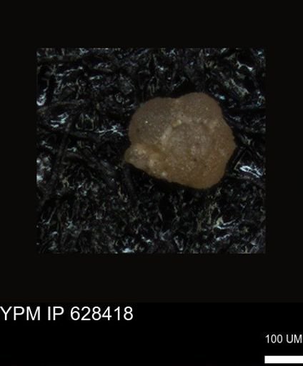 undet. Foraminiferida