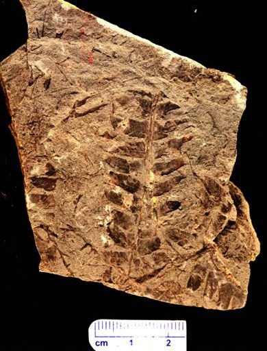 Cladophlebis sp.
