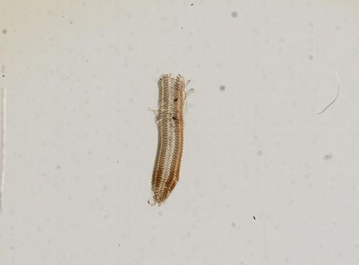 Somatogyrus subglobosus