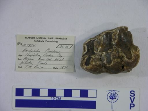 Amebelodon floridanus