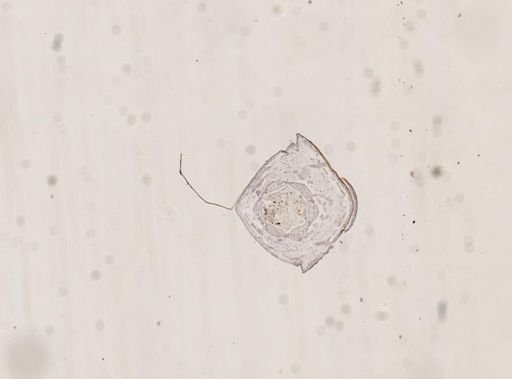 Blatta orientalis