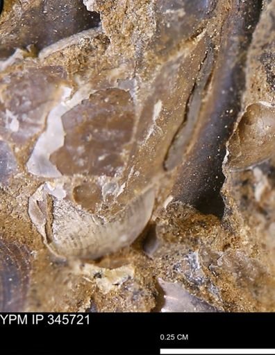 undet. Bivalvia