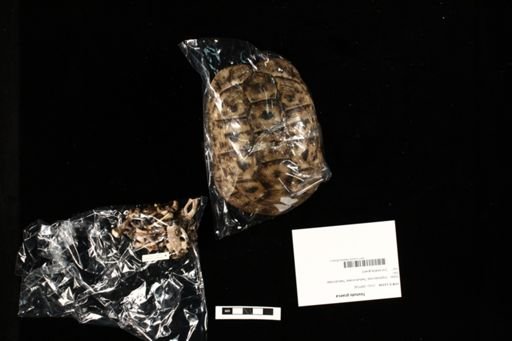 Testudo graeca