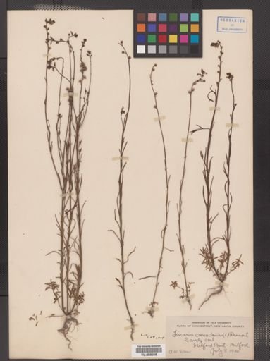 Linaria canadensis