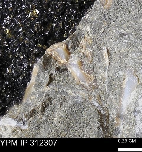 undet. Bivalvia